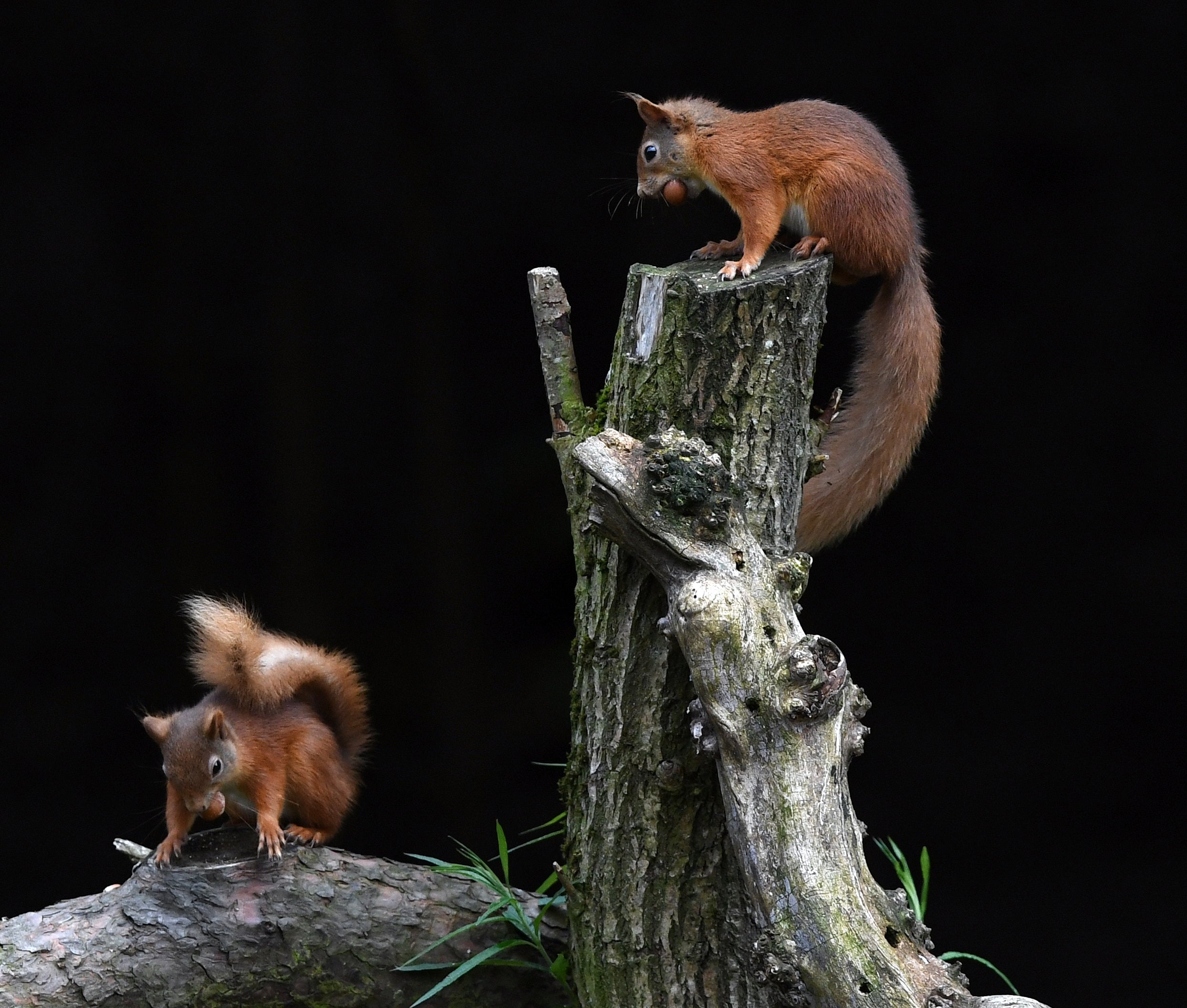 Red Squirrels Pine Marten Hide Moray