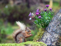 Red Squirrel Pine Marten Hide Moray # 1