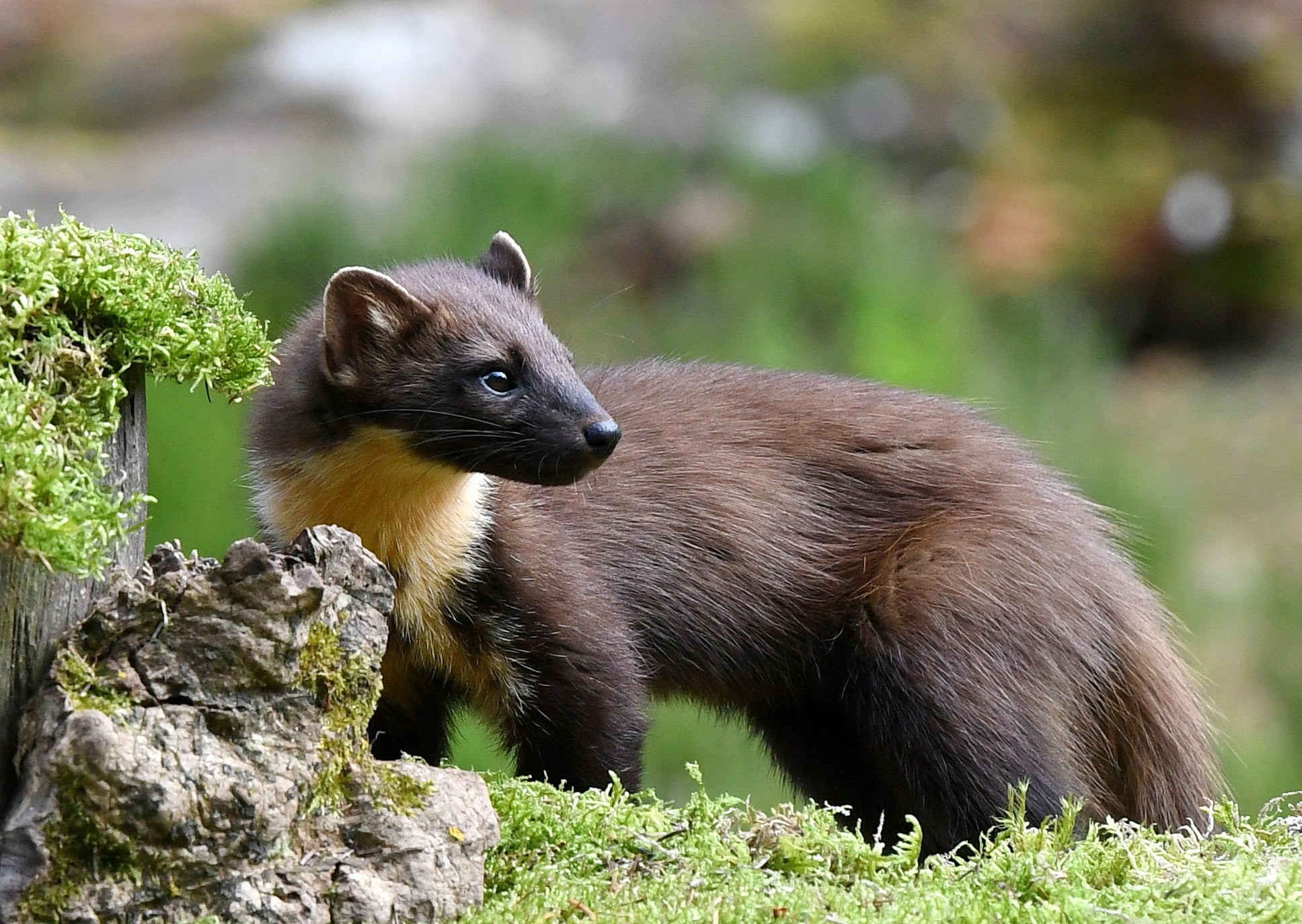 Female Pine Marten 'Tinker' Pine Marten Hide Moray # 2