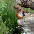 Red Squirrel Pine Marten Hide Moray # 2