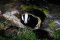 Badger Pine Marten Hide Moray
