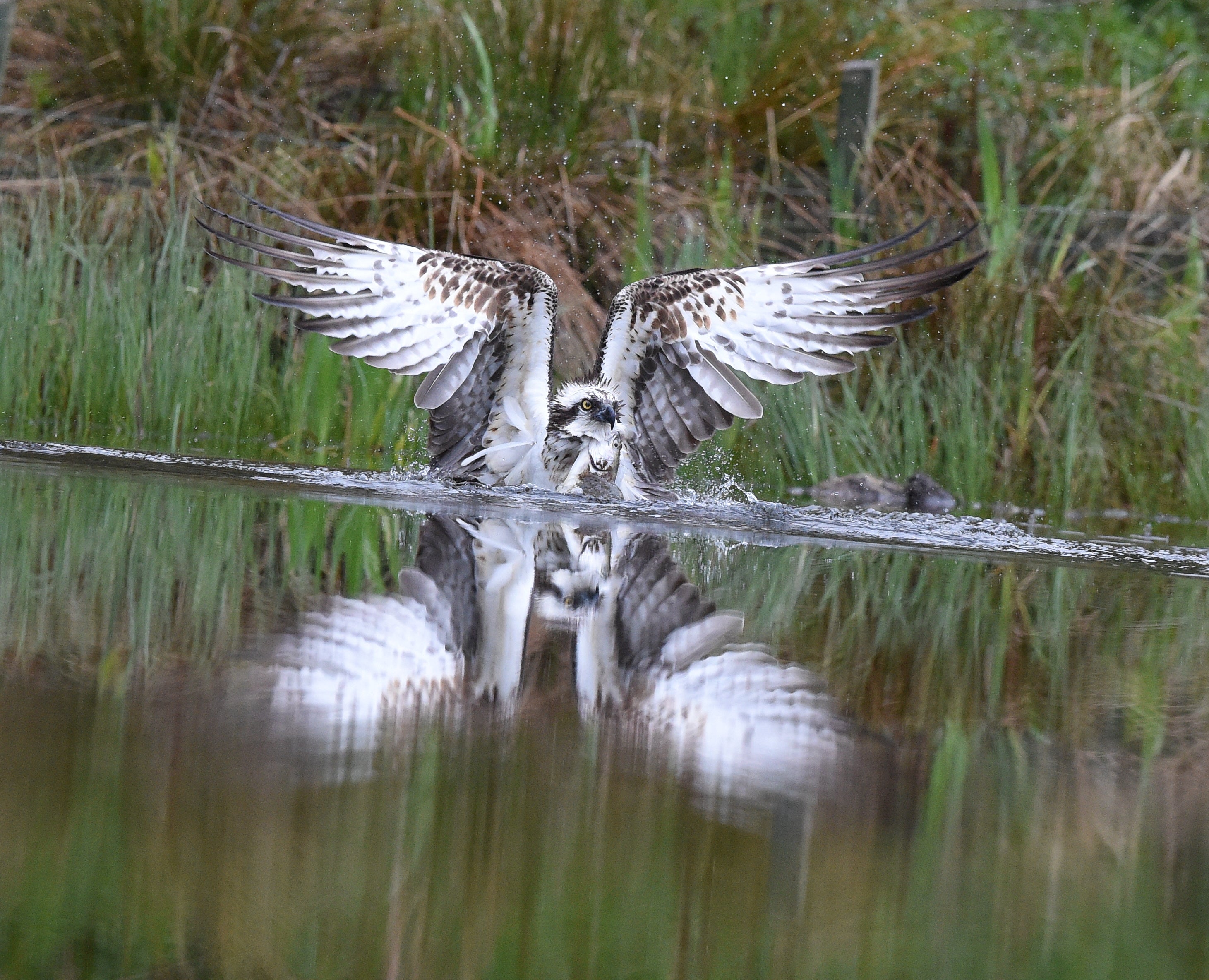 Osprey 'Aviemore Osprey' Aviemore Scotland # 1