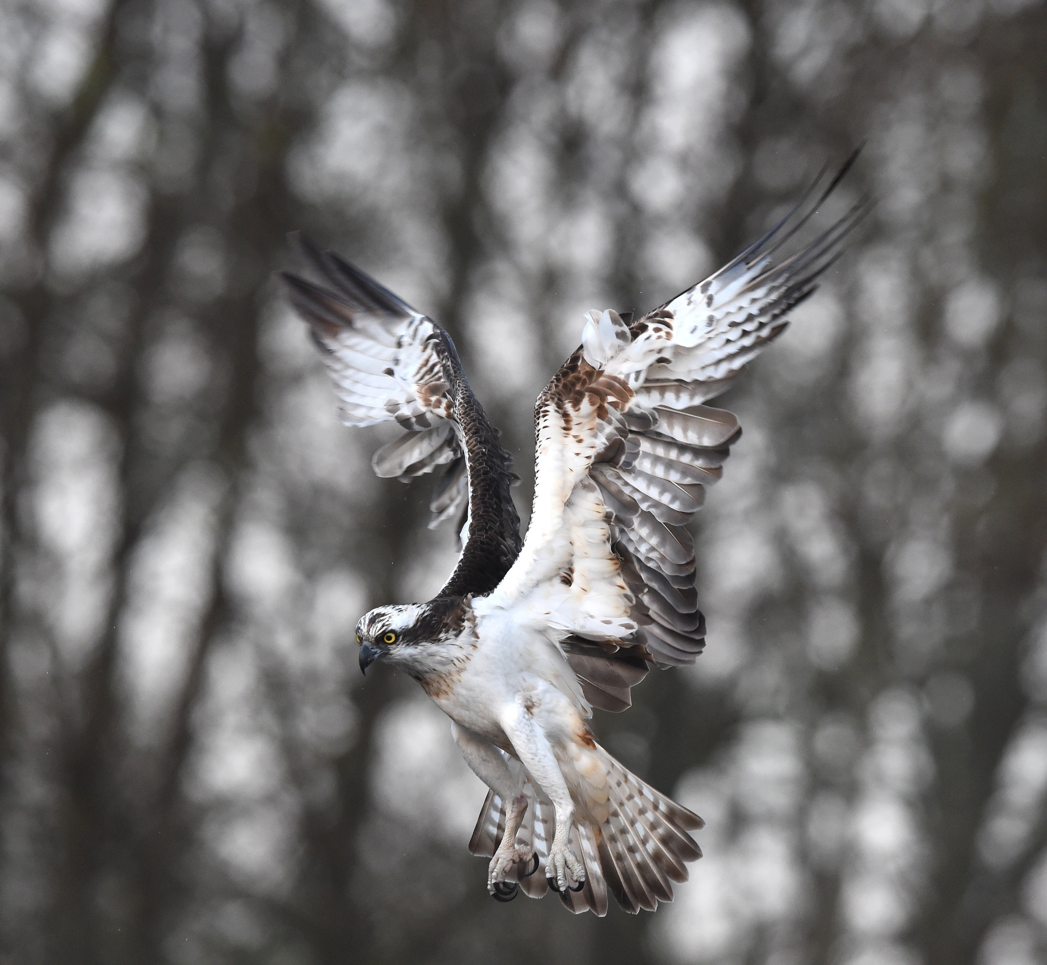 Osprey 'Aviemore Osprey' Aviemore Scotland # 2