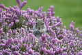 Grey Squirrel Amongst the Heather in Dad's Back Garden # 1