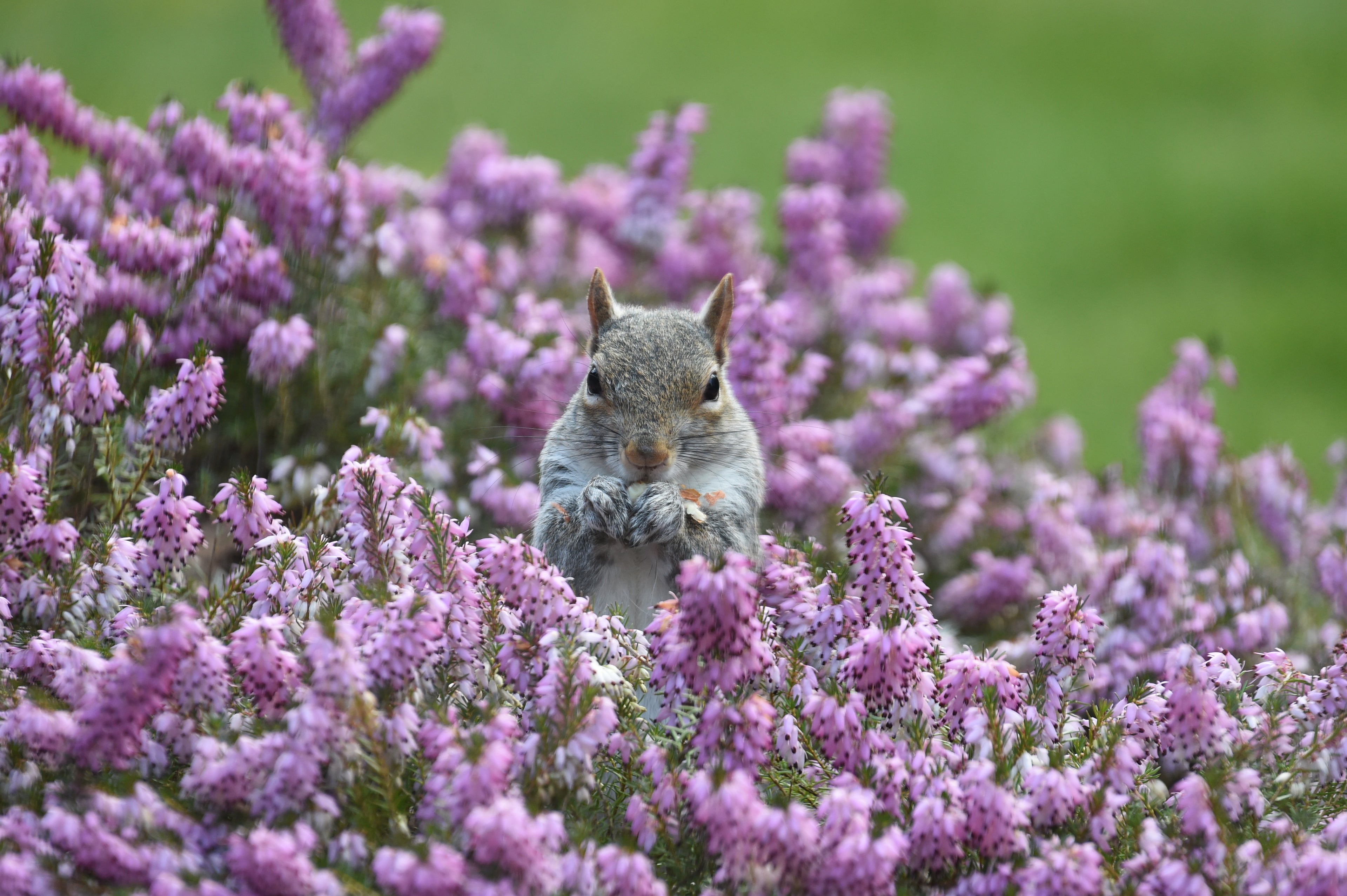 Grey Squirrel Amongst the Heather in Dad's Back Garden # 1