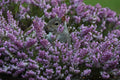 Grey Squirrel Amongst the Heather in Dad's Back Garden # 2