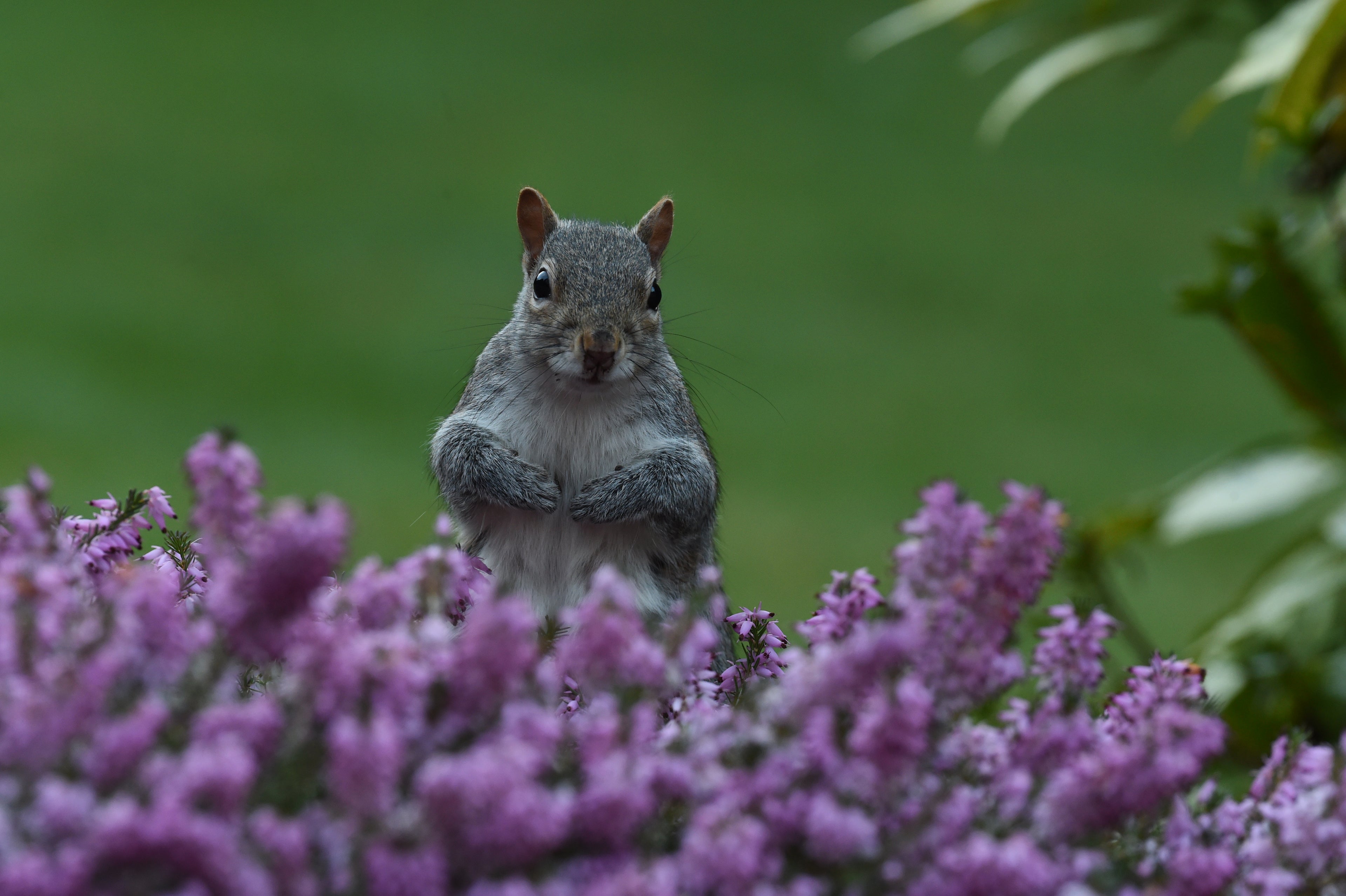 Grey Squirrel Amongst the Heather in Dad's Back Garden # 3