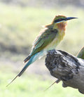 Blue Tailed Bee Eater Sri Lanka
