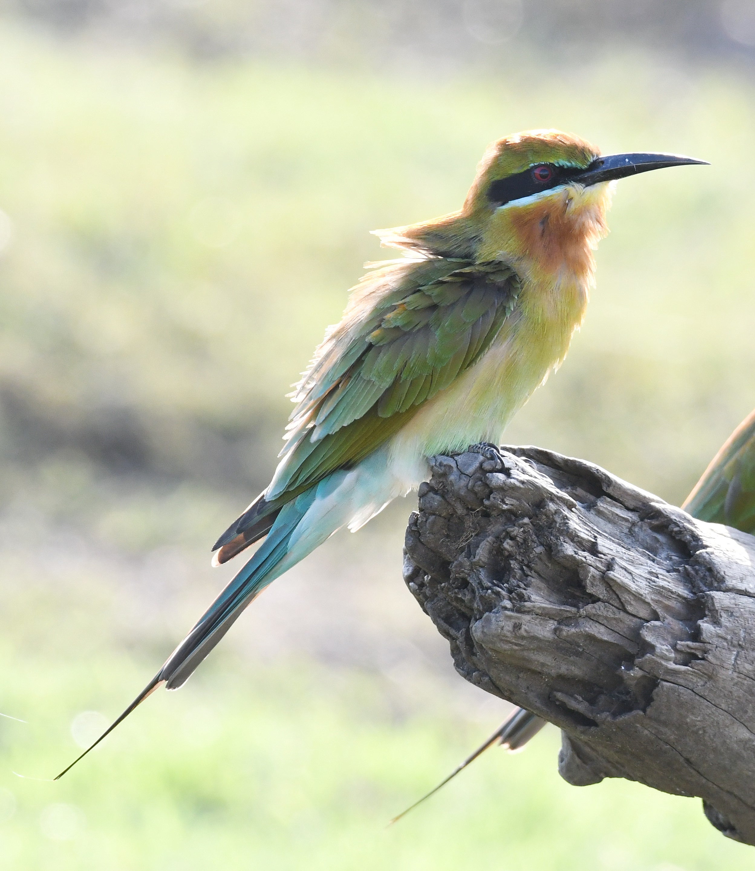 Blue Tailed Bee Eater Sri Lanka