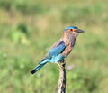 Indian Roller Sri Lanka