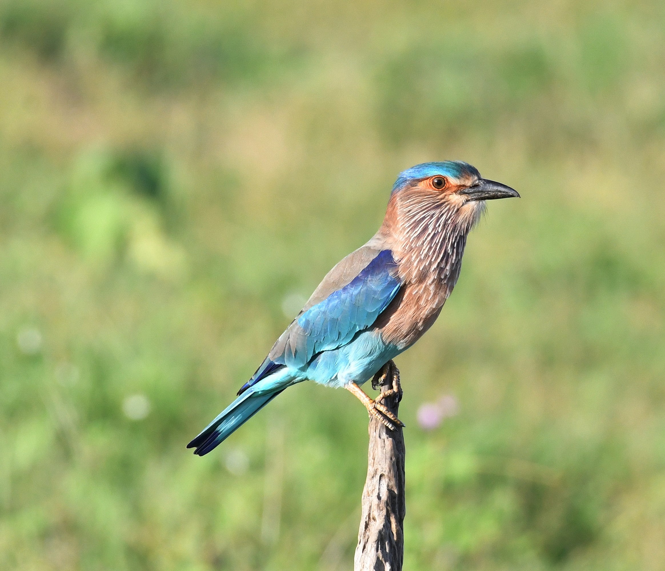 Indian Roller Sri Lanka