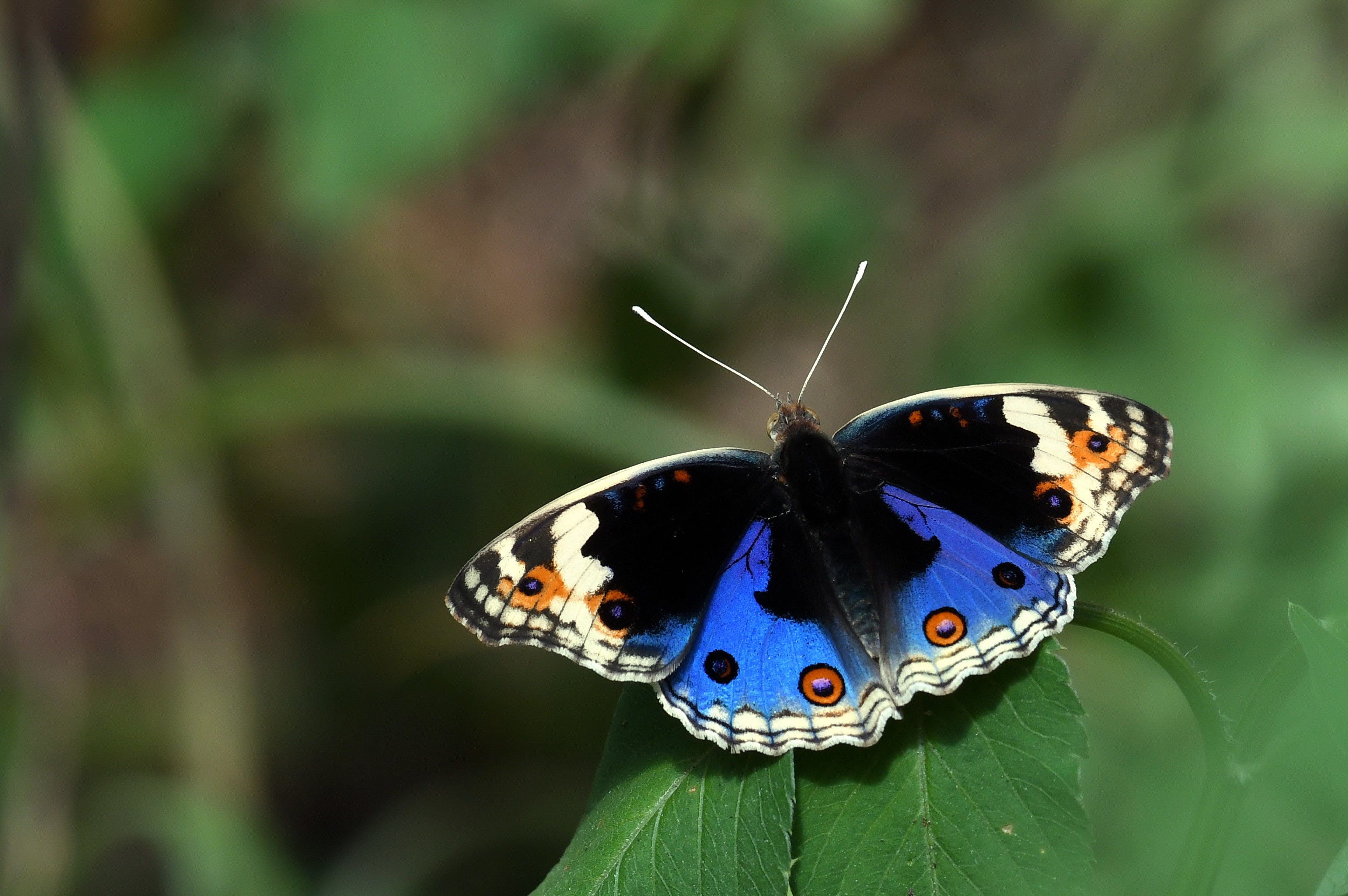 Blue Pansy Butterfly Singapore # 2