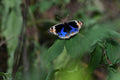 Blue Pansy Butterfly Singapore # 1