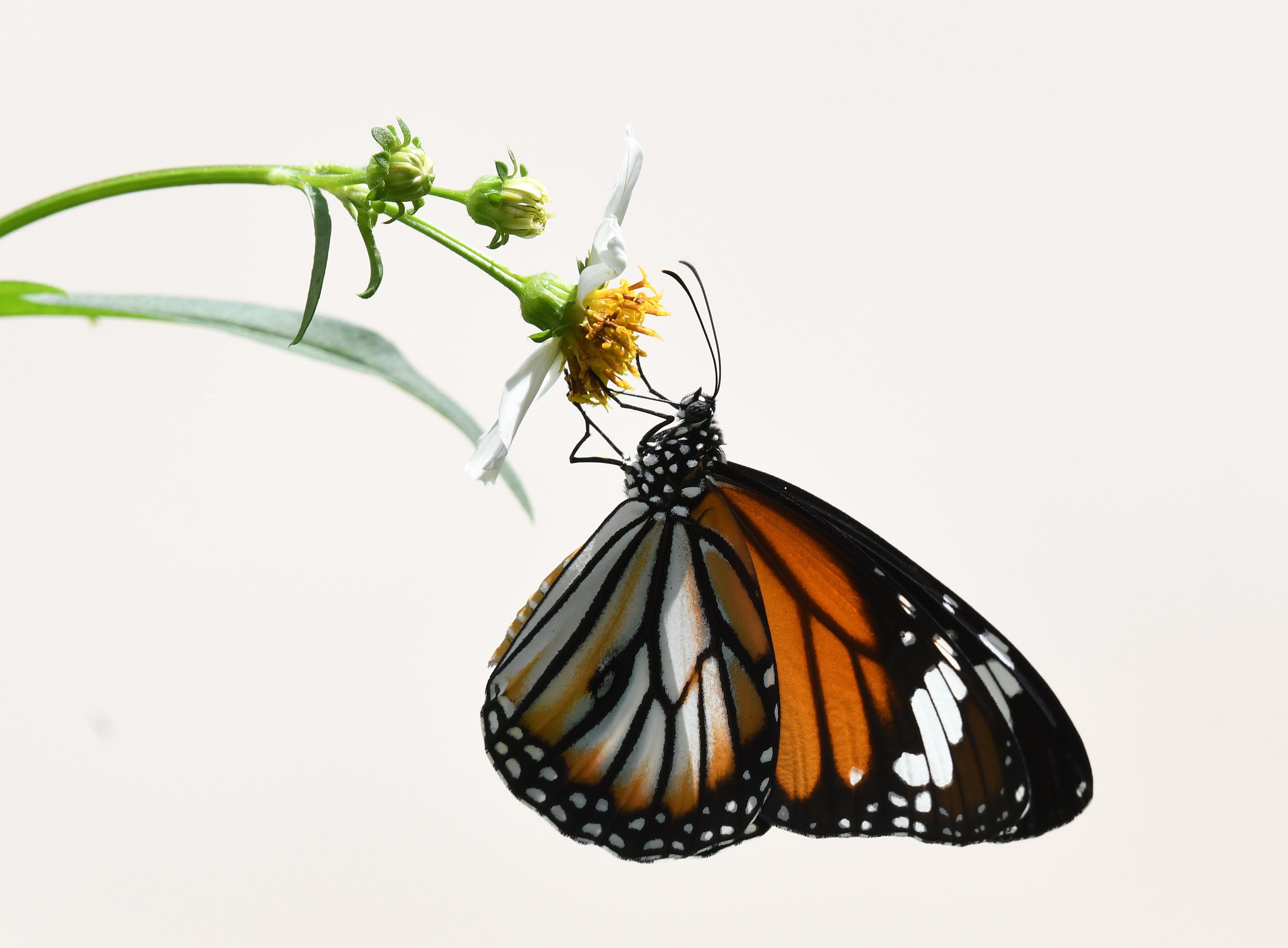 Common Tiger Butterfly Singapore # 1