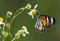 Common Tiger Butterfly Singapore # 2
