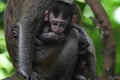 Juvenile Wild Long Tailed Macaque Singapore