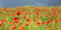 Poppy Fields in Staffordshire