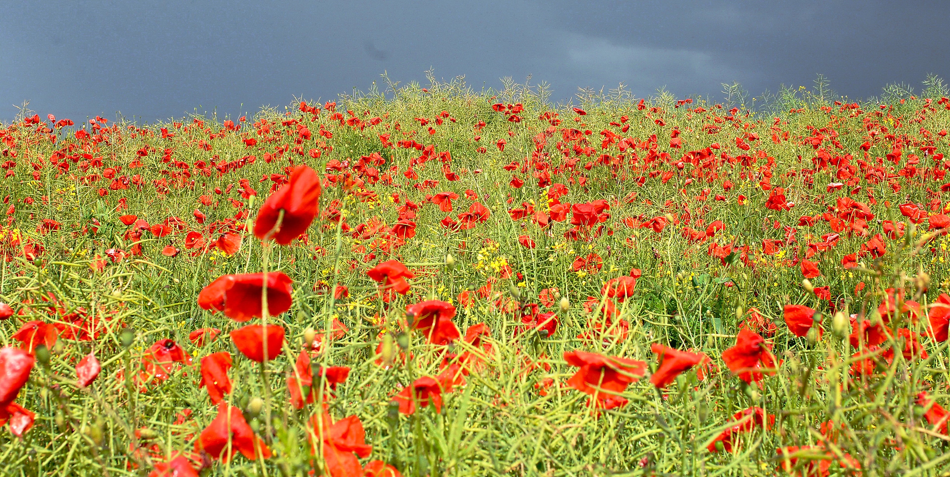 Poppy Field Staffordshire # 2