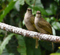 Olive Winged Bulbuls Thomson Park Singapore # 1