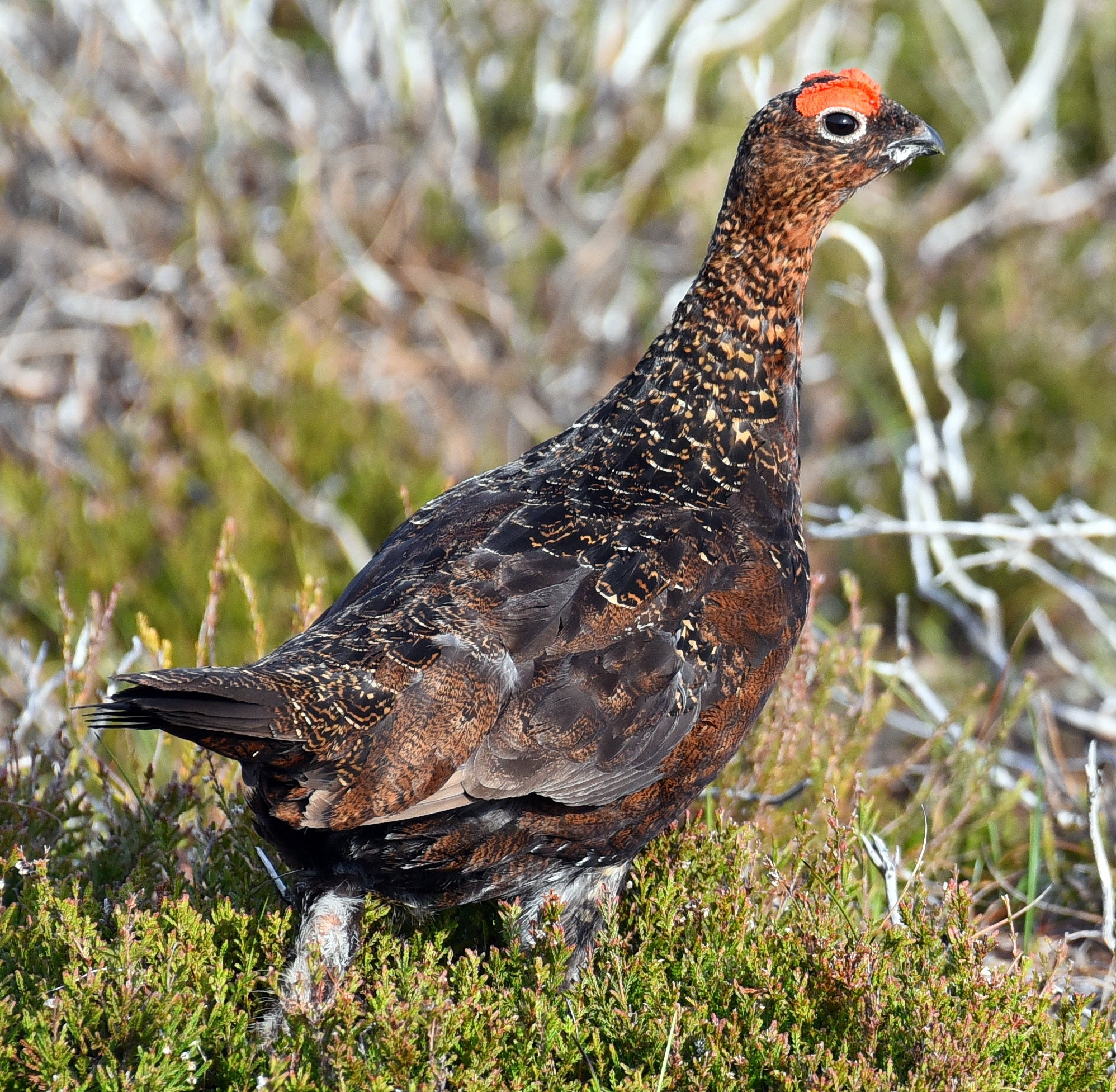Grouse Lochindorb Scotland