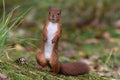 Red Squirrel Pine Marten Hide Moray # 3