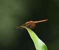 Crimson Marsh Glider Dragonfly Singapore # 1