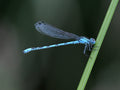 Common Blue Damselfly Rutland Water # 1