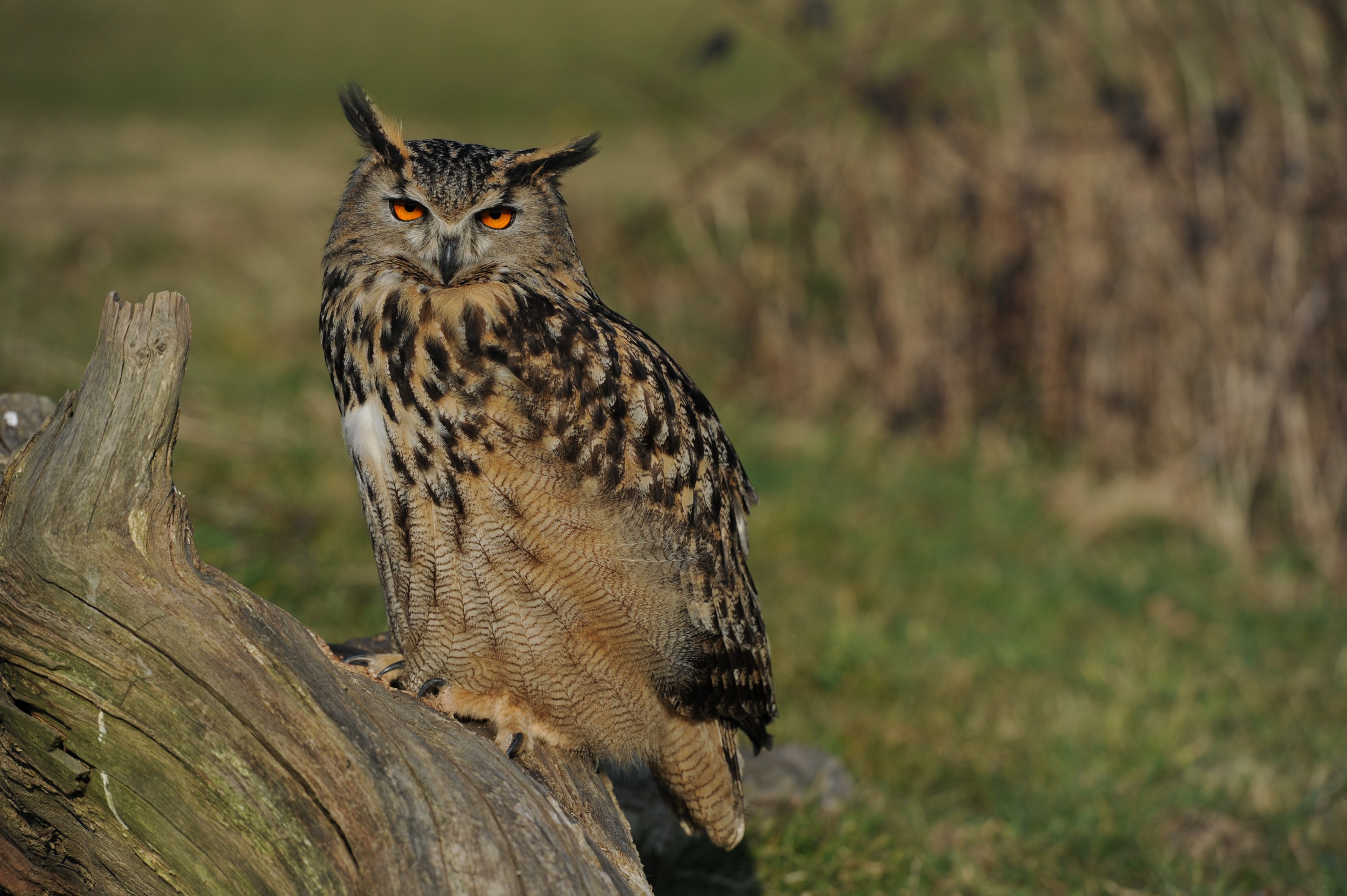 Eagle Owl British Wildlife Centre Surrey # 1