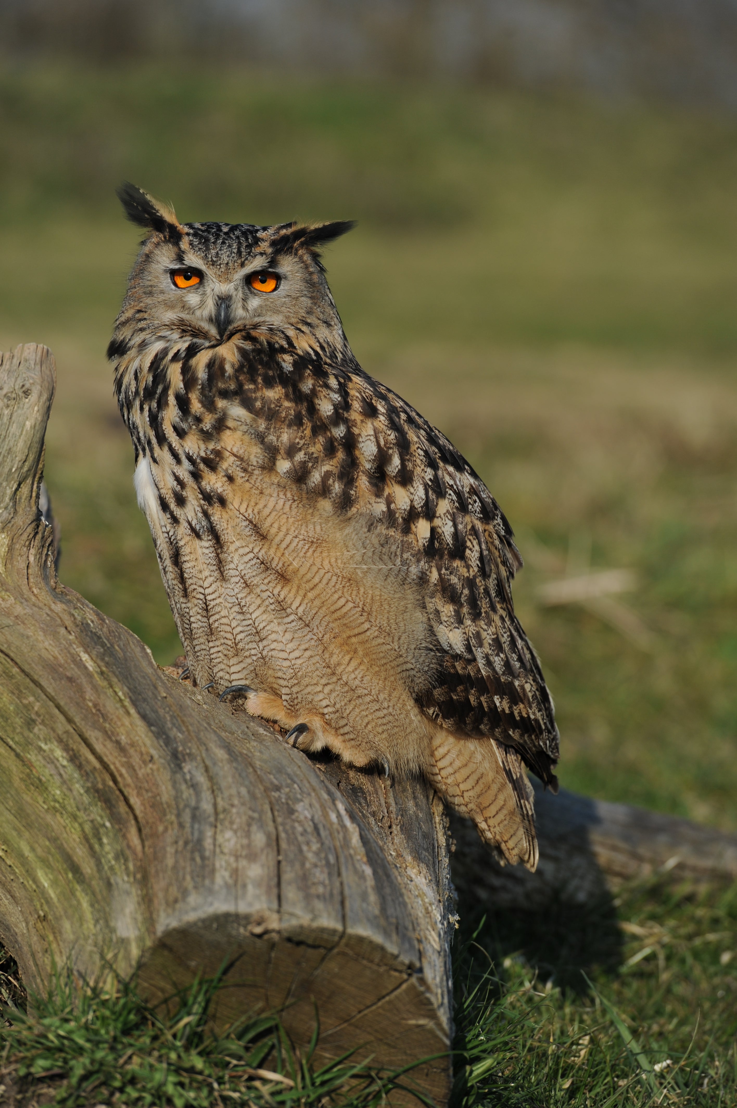 Eagle Owl British Wildlife Centre Surrey # 2