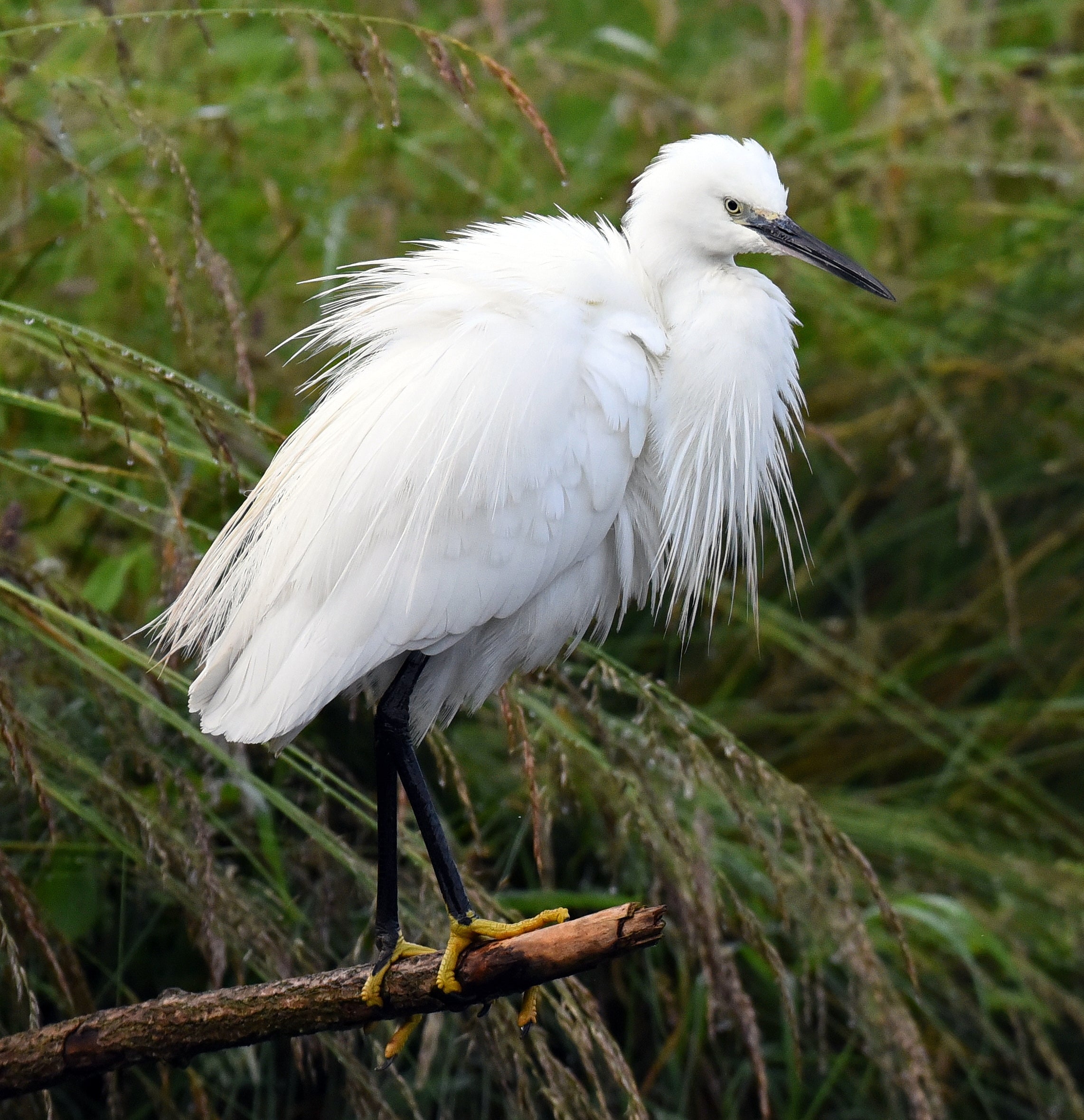 Little Egret Hornmill Trout Farm Rutland # 1