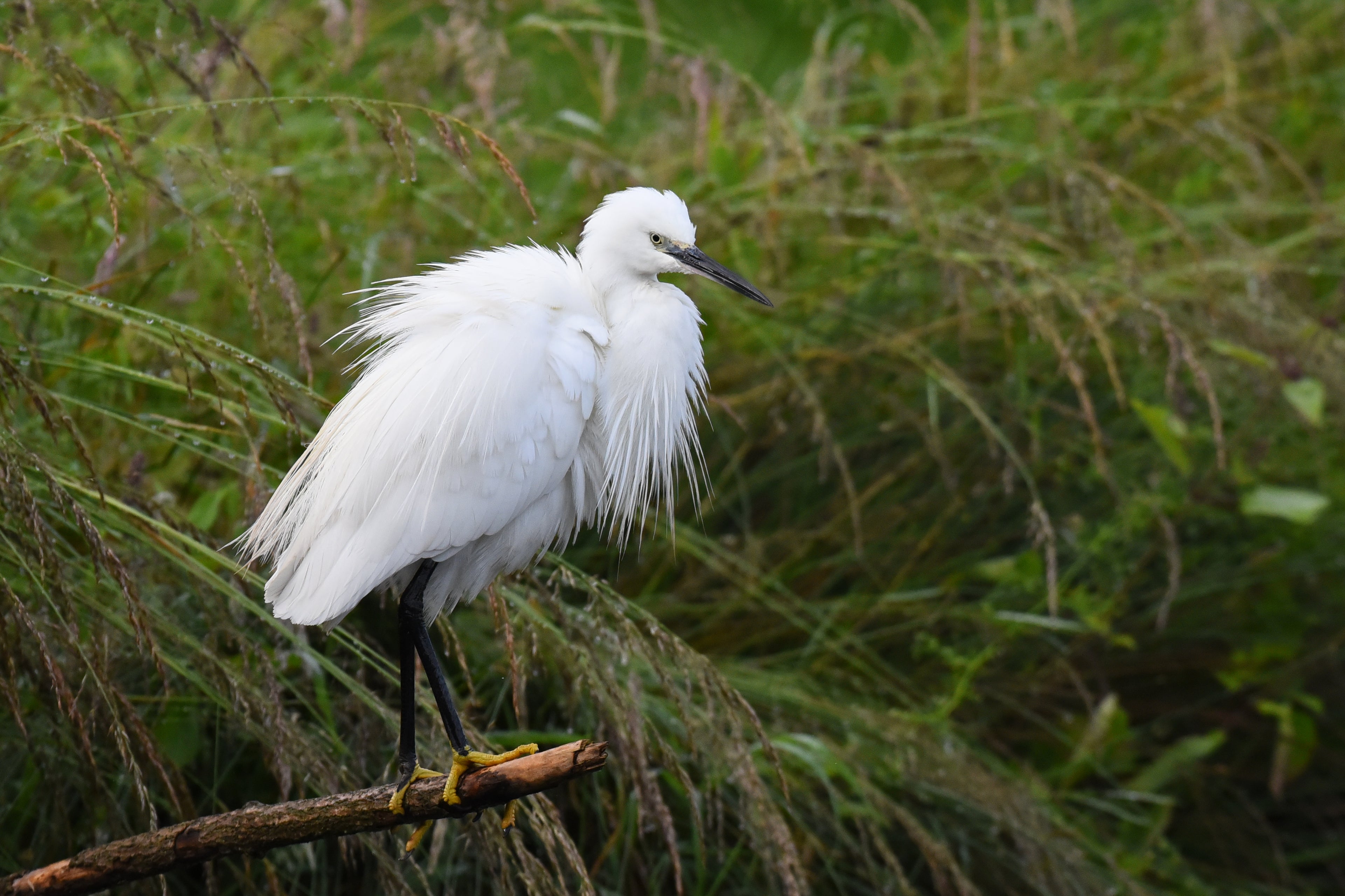 Little Egret Hornmill Trout Farm Rutland # 2