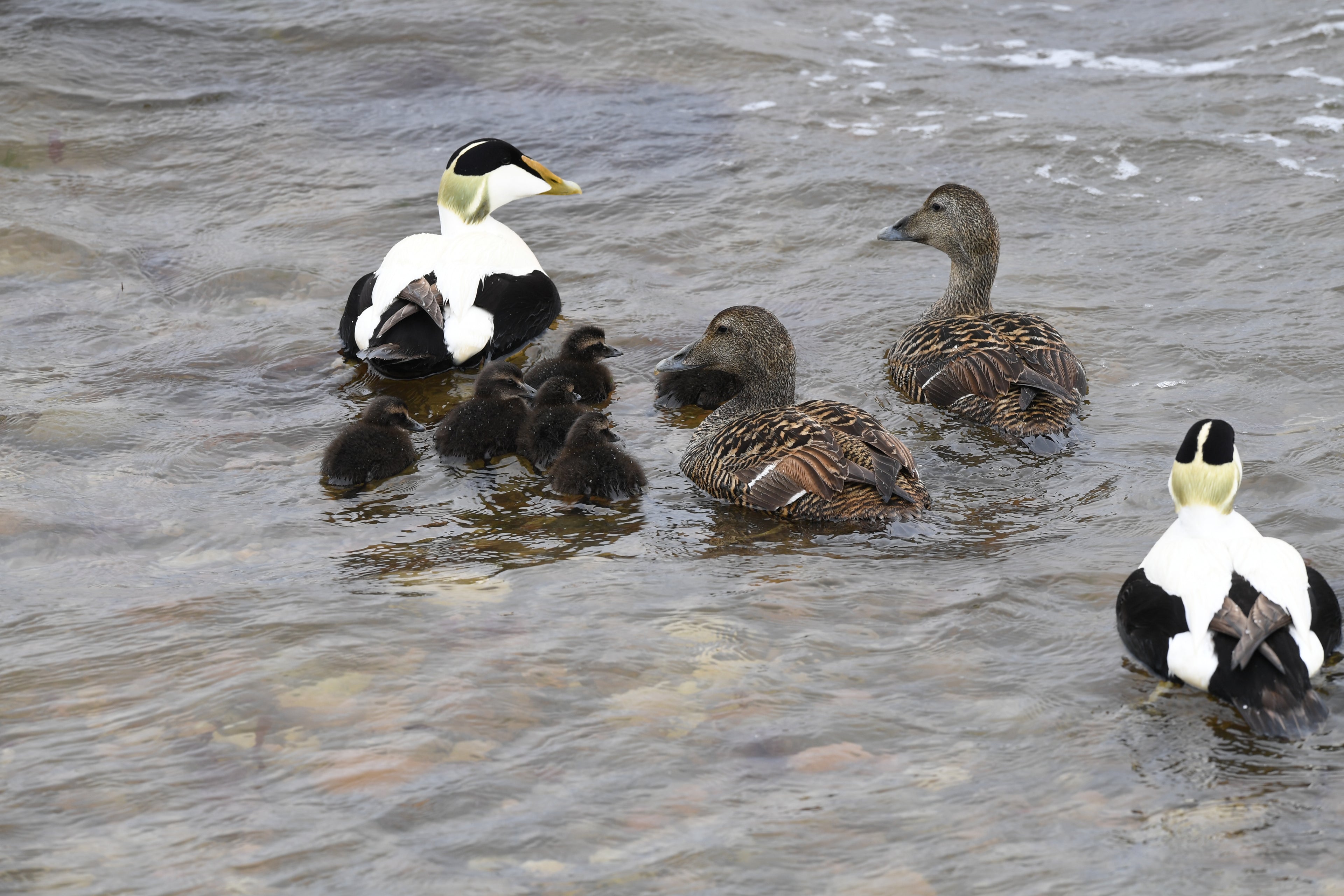 Eider Duck Family Portgordon Scotland