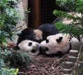 Female Panda 'Jia Jia' with Male Cub 'Le Le' - The First and Only Panda to Be Born in Singapore # 2