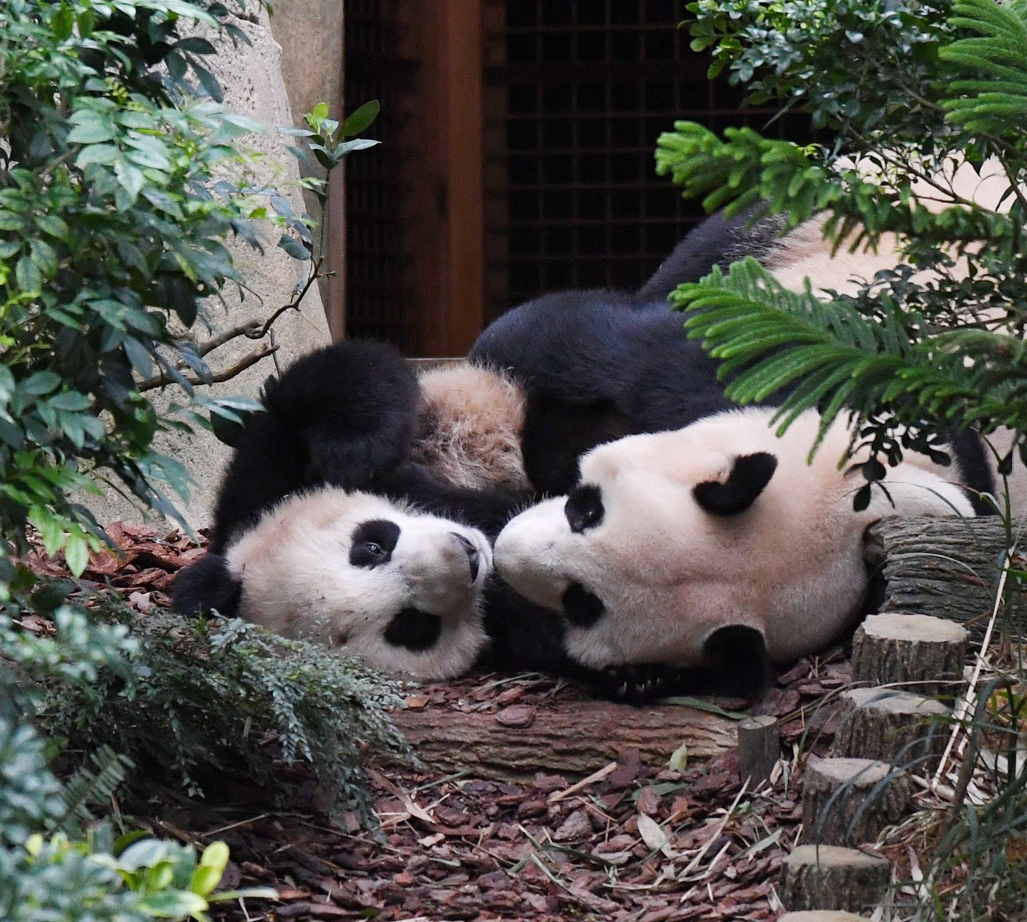 Female Panda 'Jia Jia' with Male Cub 'Le Le' - The First and Only Panda to Be Born in Singapore # 2