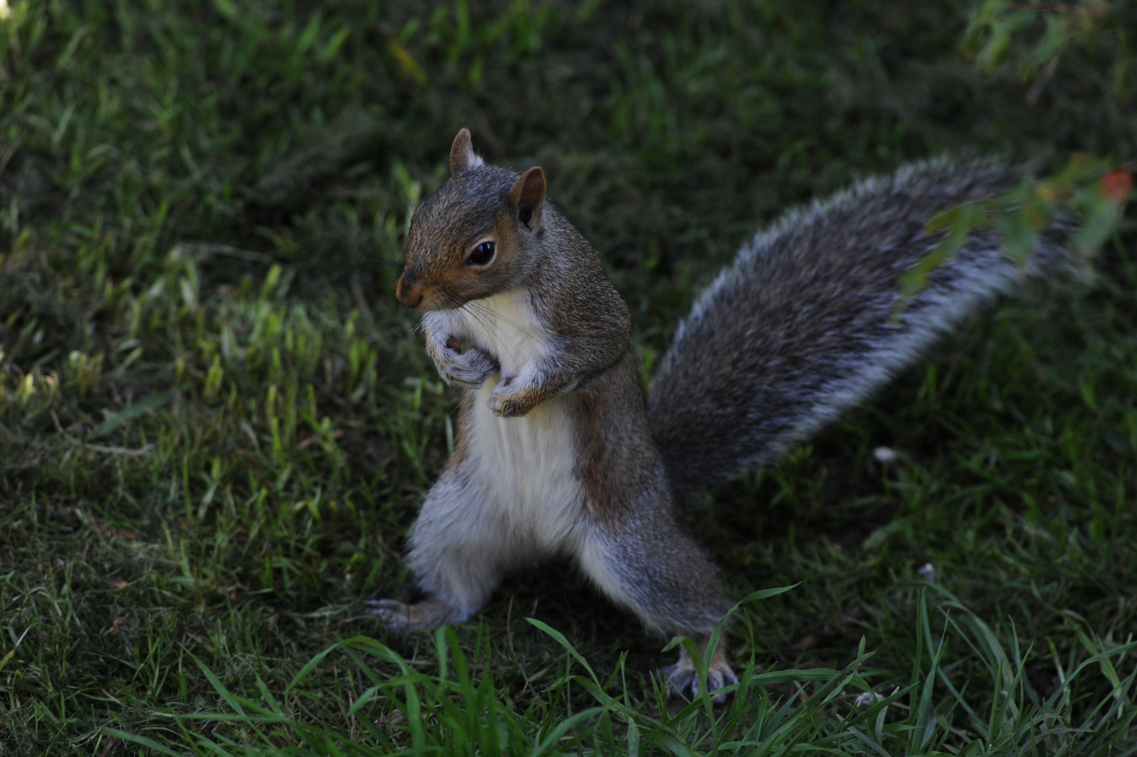 Grey Squirrel 'Simone The Fighter' My Back Garden