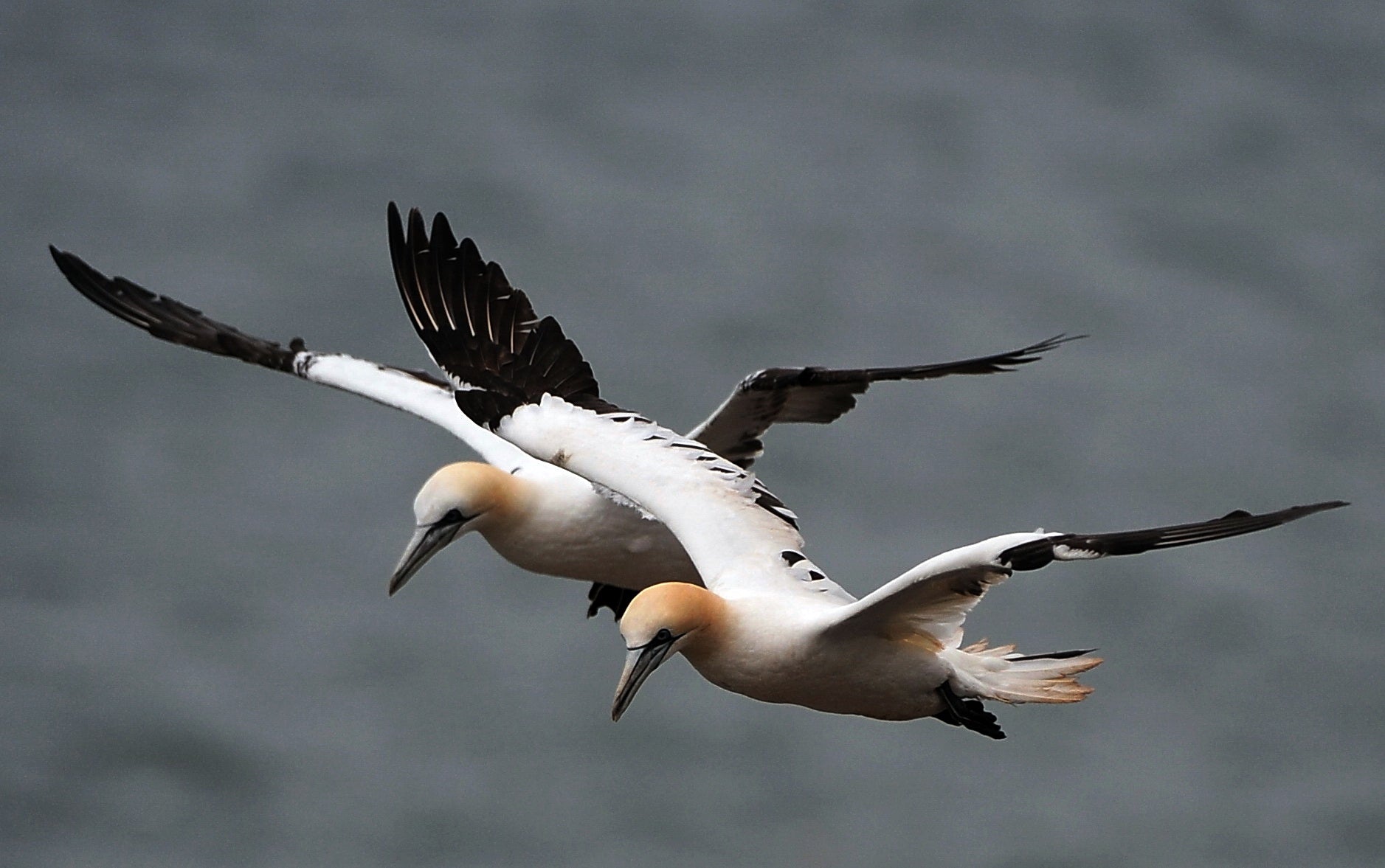 Gannets Bempton Cliffs Yorkshire