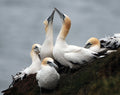 Gannets Greeting Bempton Cliffs Yorkshire