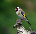 Goldfinch Blairgowrie Scotland # 1