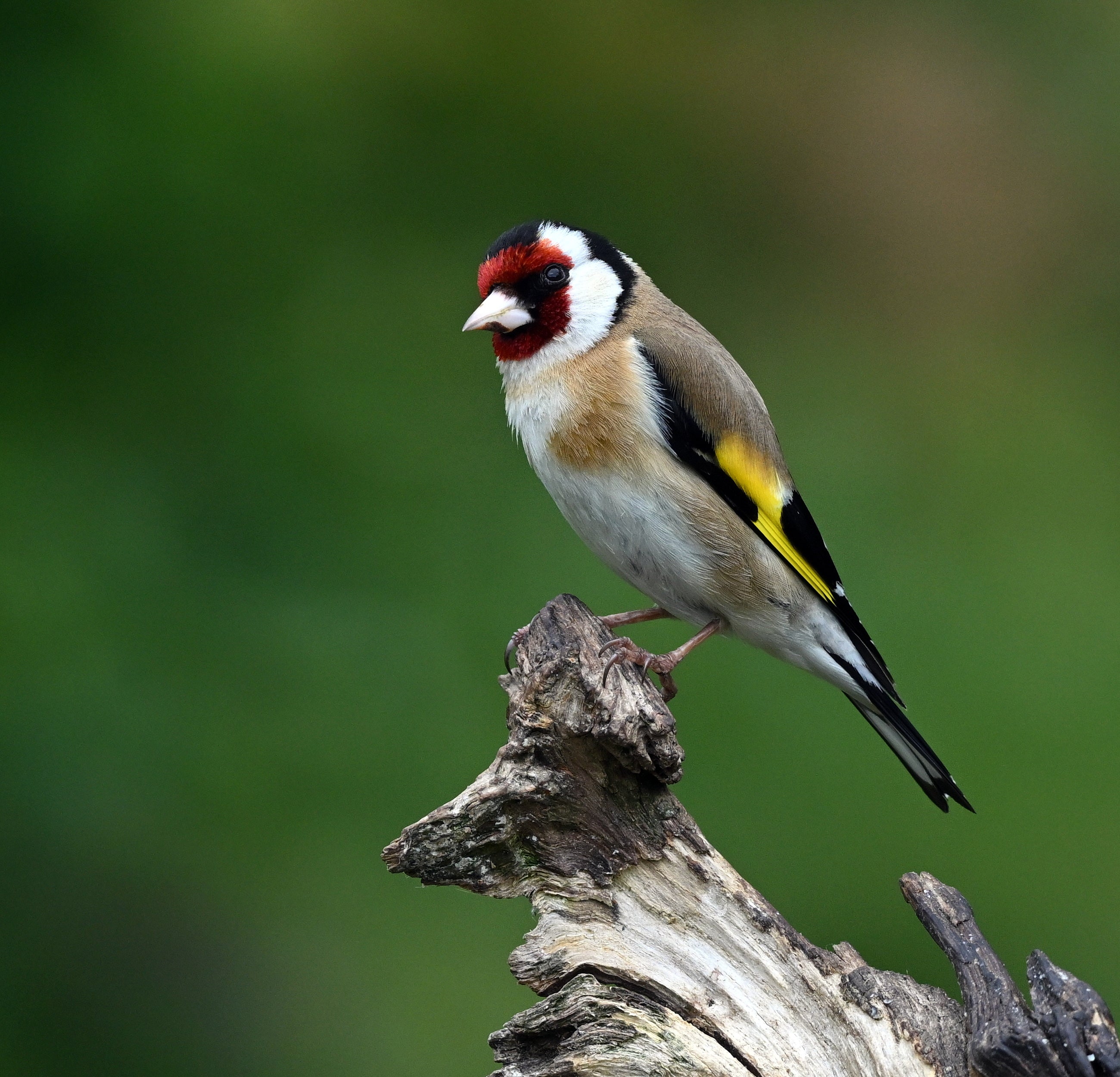 Goldfinch Blairgowrie Scotland # 1