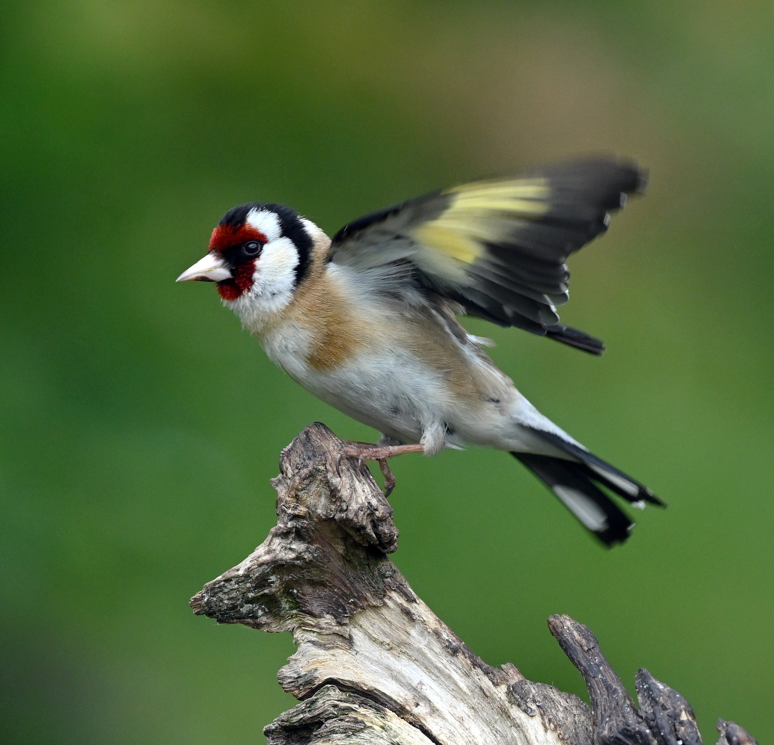 Goldfinch Blairgowrie Scotland # 2