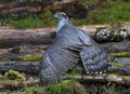 Goshawk Pine Marten Hide Moray # 1