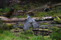 Goshawk Pine Marten Hide Moray # 2