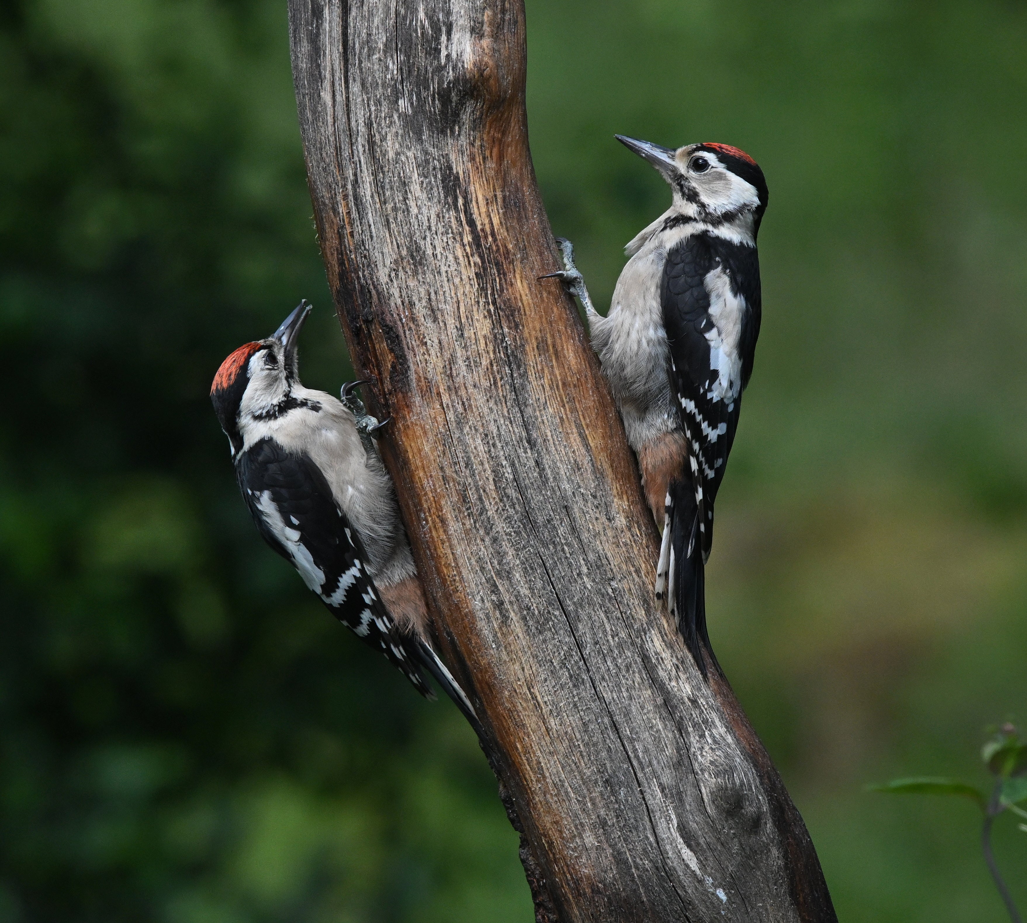 2 Juvenile Great Spotted Woodpeckers Blairgowrie Scotland