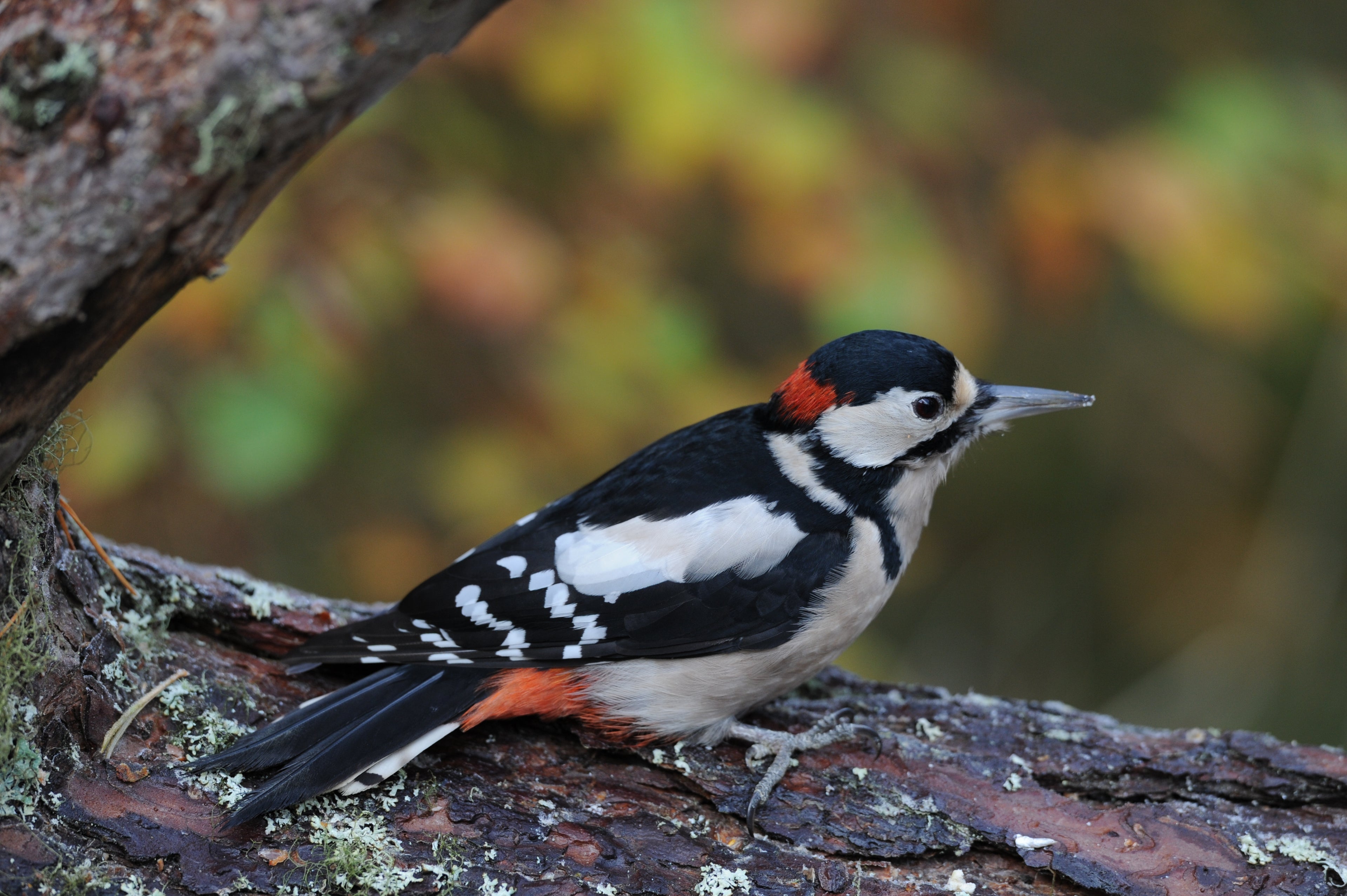 Male Great Spotted Woodpecker Blairgowrie Scotland # 1