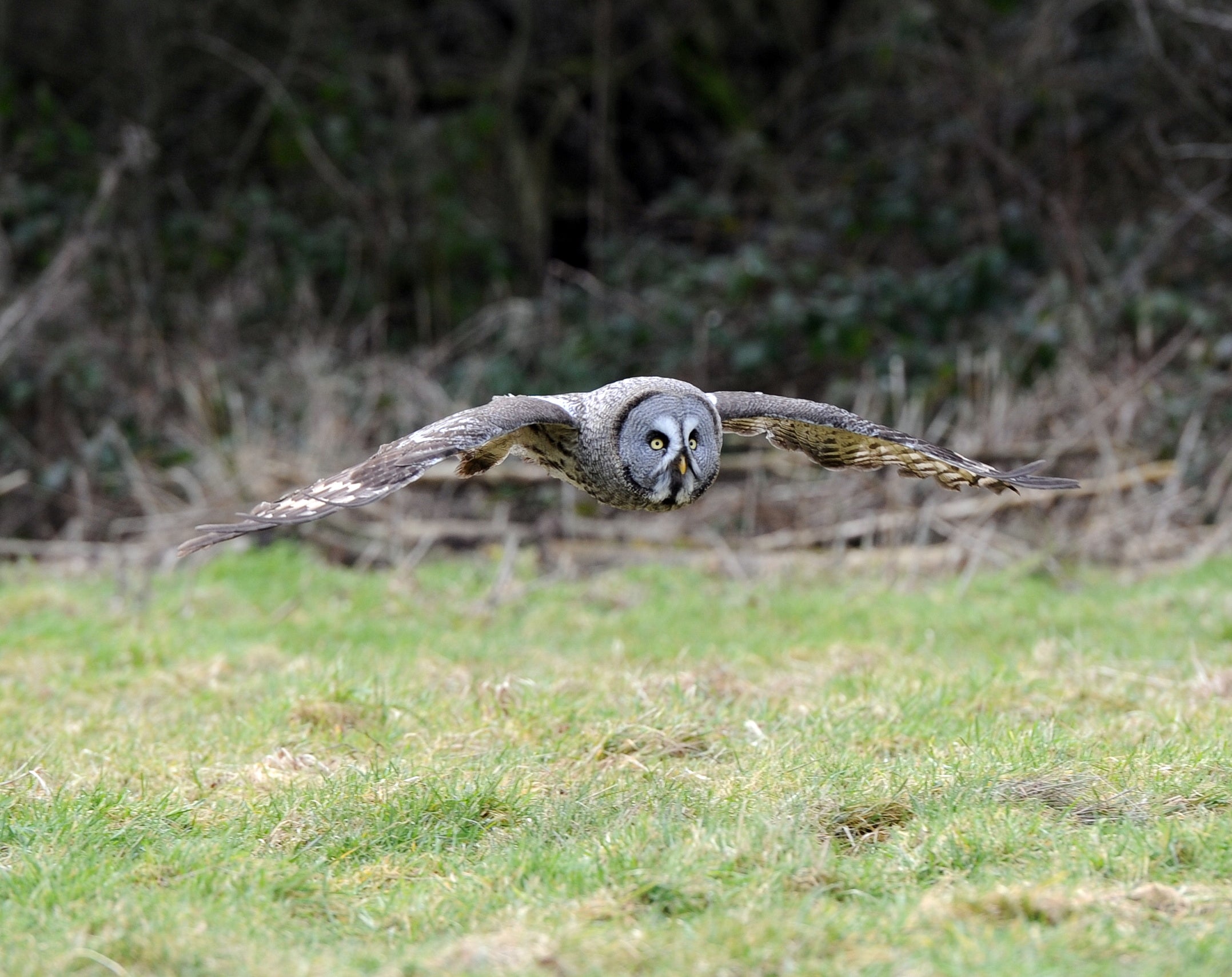 Grey Owl Gauntlet Bird of Prey Centre Knutsford # 2