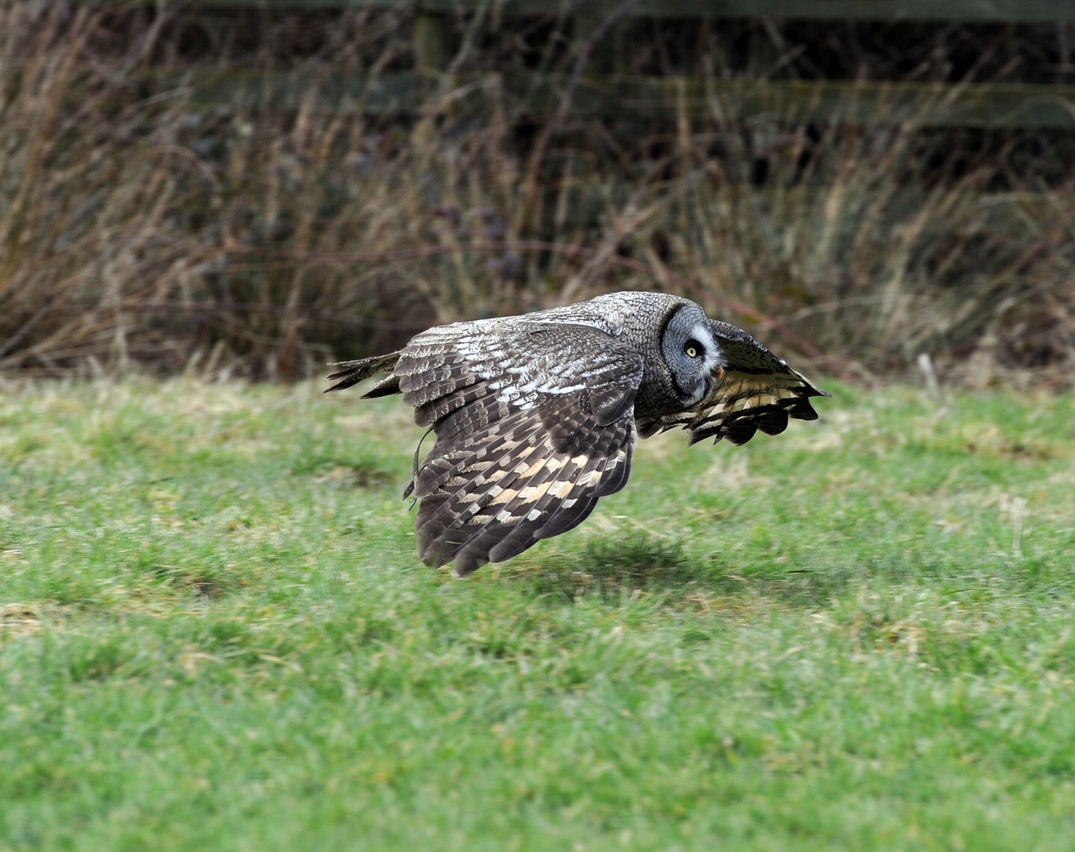 Grey Owl Gauntlet Bird of Prey Centre Knutsford # 1