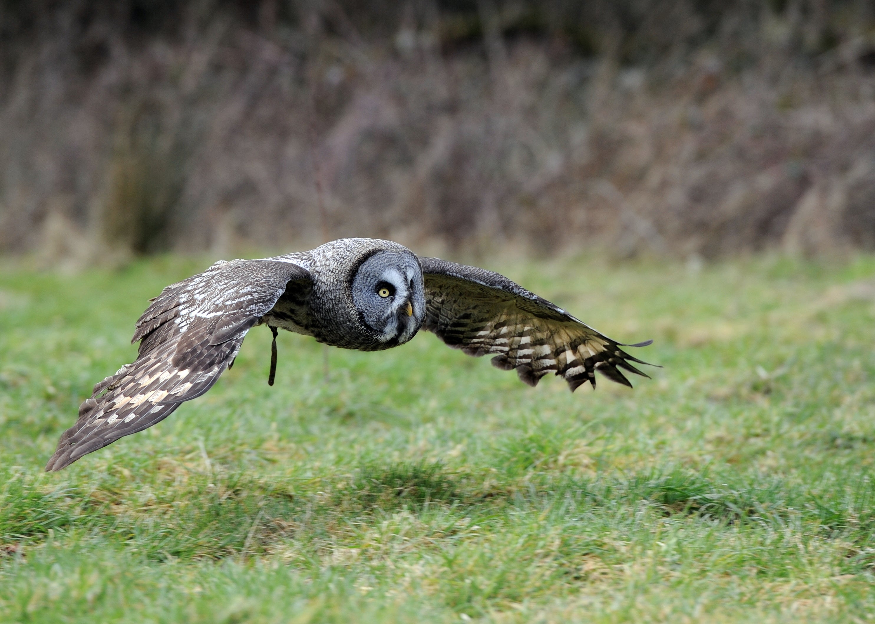 Grey Owl Gauntlet Bird of Prey Centre Knutsford # 3