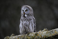 Grey Owl Gauntlet Bird of Prey Centre Knutsford # 4