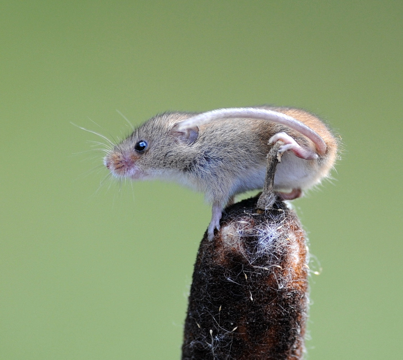 Harvest Mouse The British Wildlife Centre Surrey # 3