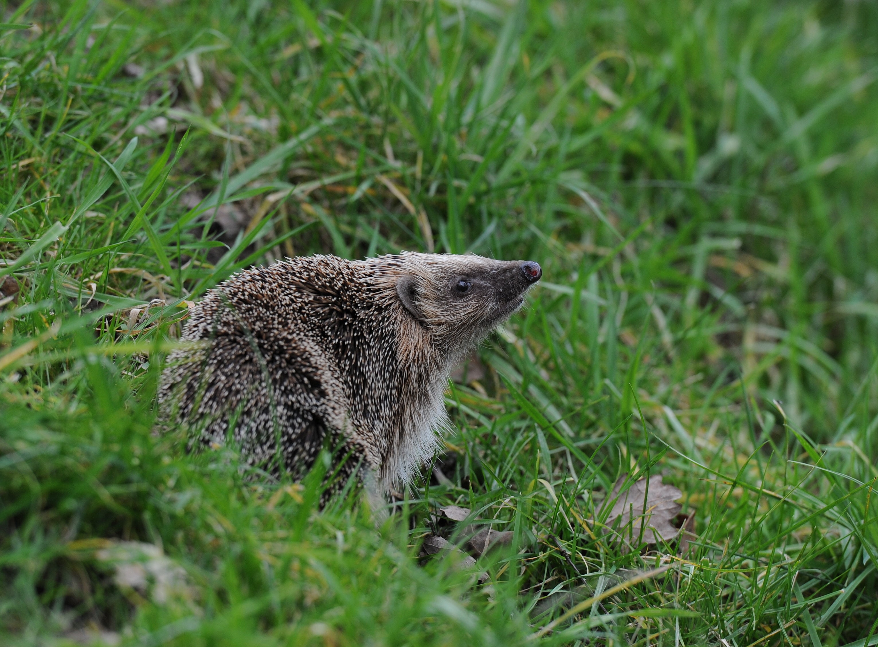Hedgehog The British Wildlife Centre Surrey
